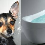 Idromassaggio con bordo rialzato toelette cani