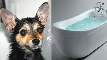 Idromassaggio con bordo rialzato toelette cani