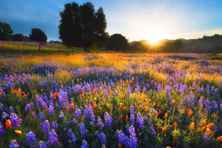 Primavera