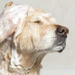 Pets Beauty Luxury