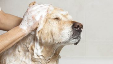 Pets Beauty Luxury