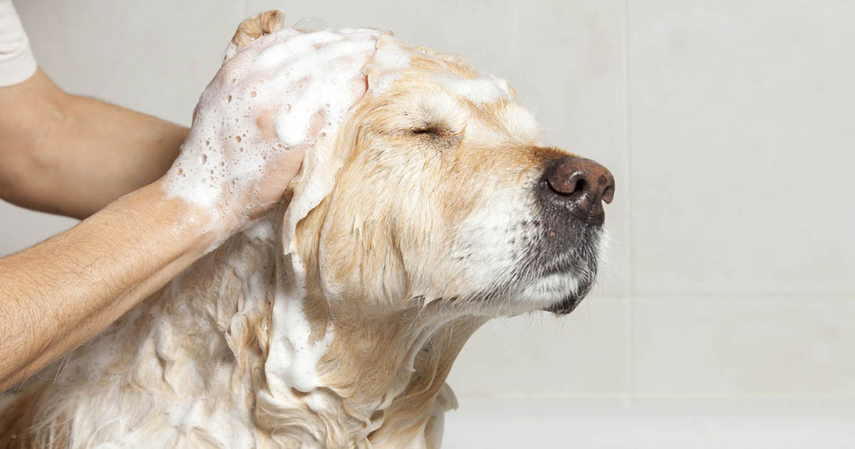 Pets Beauty Luxury