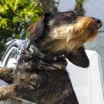 Idromassaggio animali pet spa