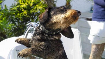 Idromassaggio animali pet spa
