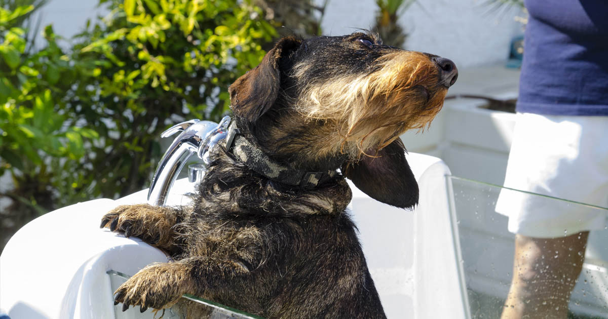 Idromassaggio animali pet spa