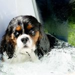 Beach Pet Spa