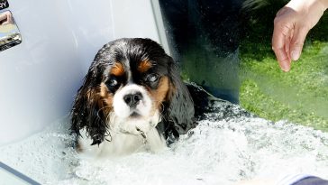 Beach Pet Spa