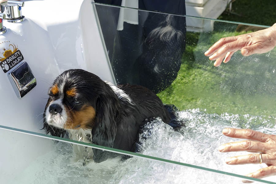 Beach Pet Spa