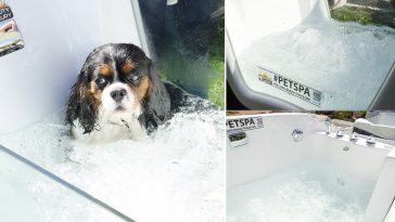 Benefici sul cagnolino