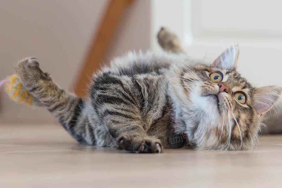 Gatto energico e sano