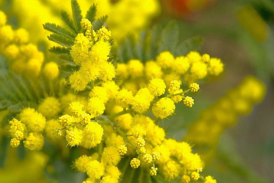 mimosa
