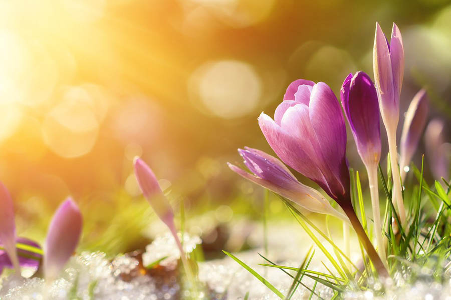 primavera