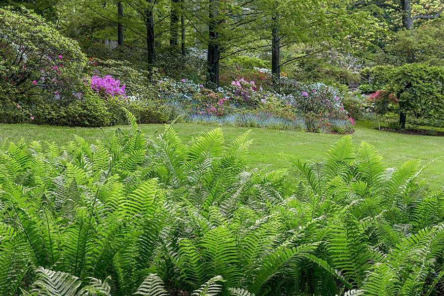 oasi naturale felce