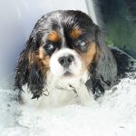 Minipiscina idromassaggio per il tuo cane da compagnia