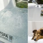 Dormi col tuo cane fagli un bagnetto regolare in pet spa