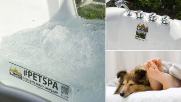 Dormi col tuo cane fagli un bagnetto regolare in pet spa