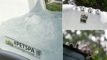Pet spa animale iperattivo 7 consigli per stancarlo
