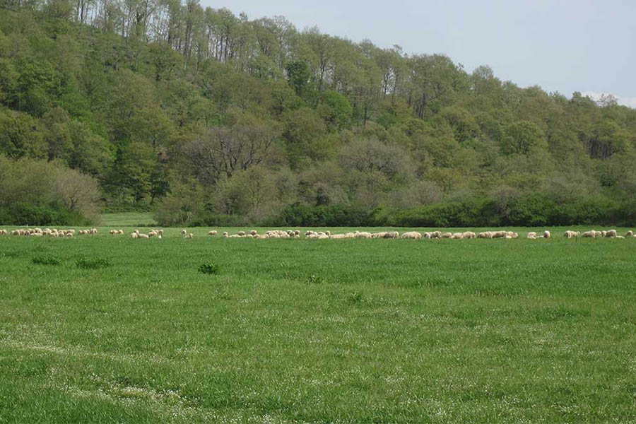 Azienda Turistica Frà Viaco