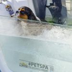 Cura emotiva animali pet spa